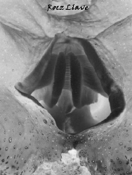 Tridacna gigas' annual check-up :-) by Rocz Llave 